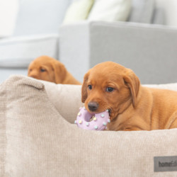 Jouet Mini Anneau pour Chiots en latex – Ø8 cm - Rose