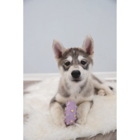 Jouet Mini Anneau pour Chiots en latex – Ø8 cm - Rose