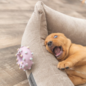 Jouet Mini Anneau pour Chiots en latex – Ø8 cm - Rose