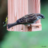 Mangeoire oiseaux Le Grenier pour graines en pin Douglas et Epicéa PEFC  – Fabrication Française – 15 x 19,5 x 30 cm