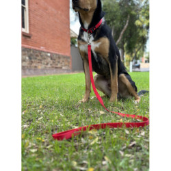 Laisse en nylon Ziggi – L.2 m – l.25 mm – Ep. 2mm - Rouge