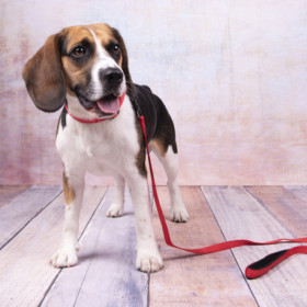 Collier Abbi en nylon avec doublure en néoprène – Taille S – Tour de cou 40-45 cm – l.20 mm - Rouge