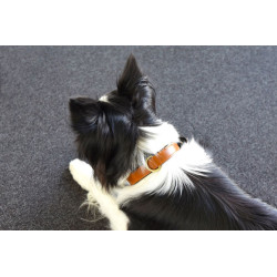 Collier Lyabo en simili cuir avec doublure en néoprène doux – Taille S – Tour de cou 29/35 cm – l. 15 mm – Ep. 5 mm - Cognac