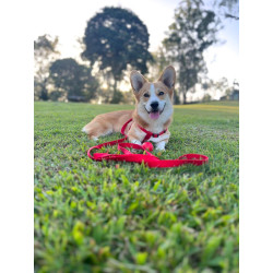 Harnais pour chien Step & Go en nylon Ziggi – Taille M – Tour de cou 35-60 cm - Rouge