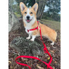Harnais pour chien Step & Go en nylon Ziggi – Taille L – Tour de cou 40-70 cm – Rouge