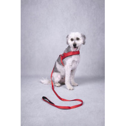 Harnais Noors Abbi pour Chien en nylon avec doublure néoprène – Taille M – Tour de cou 50-65 cm – Rouge