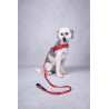 Harnais Noors Abbi pour Chien en nylon avec doublure néoprène – Taille M – Tour de cou 50-65 cm – Rouge