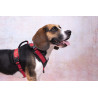 Harnais en Y Toga pour Chien en nylon et rembourrage doux – Taille L – Tour de cou 56 cm - Rouge