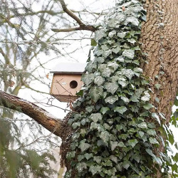 Abri Nichoir pour écureuil sauvages en bois FSC 100 %, toiture en zinc – 26,3 x 25,3 x 29 cm
