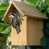 Nichoir couveuse pour mésange avec mésange Nichoir couveuse pour mésange avec mésange