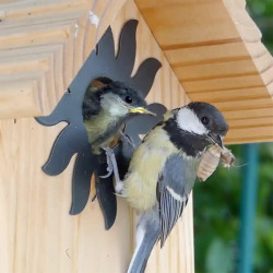 sortie mésange du nichoir couveuse