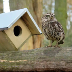chouette chevêche à coté de son Nichoir