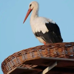 cigogne sur panier tressé