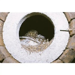 Nichoir pour chevêtres d’Athéna SCHWEGLER modèle n°20 – trou d’envol de 65 mm