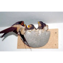 Nichoir Schwegler 10 pour Hirondelle rustique