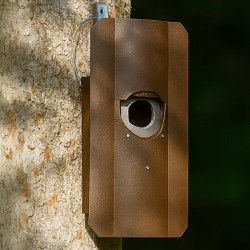 Nichoir Schwegler 4 pour chouette Tengmaln avec panneau anti-carnassier - trou d'envol 80 x 90 mm - Qualité Image IA