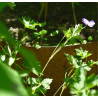 Bordure de jardin - Jardinière en pente demi-rond en acier Corten – 96,5 x 1 x 34 cm