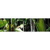 Brise vue de jardin en polyester décor Jungle 300 x 80 cm