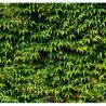 Brise vue de jardin en polyester décor Vigne Vierge 300 x 80 cm