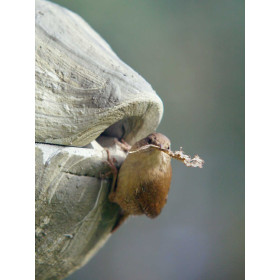 Nichoir de Jardin pour Troglodyte