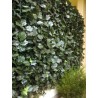 Haie artificielle de jardin en PVC Lierre Duo 300 x 150 cm