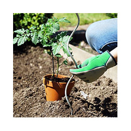 Tuteurs pour plantes - Bois, Acer, Fibre de coco, Plastique.