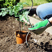 Tuteurs pour plantes - Bois, Acer, Fibre de coco, Plastique.