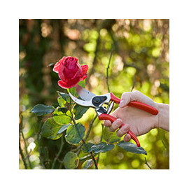 Outils de jardin spécial coupe et taille