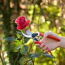 Outils de jardin spécial coupe et taille