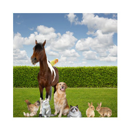 Animaux : Oiseaux, Chevaux, Poules ou Lapins tout est sur notre Site !