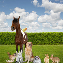 Animaux : Oiseaux, Chevaux, Poules ou Lapins tout est sur notre Site !