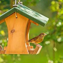 Mangeoires, Nichoirs, Abris, et Nourritures pour oiseaux