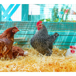 Poules - Animaux de Basse-cour