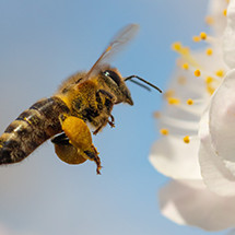 Abris et nourritures pour Animaux du jardin