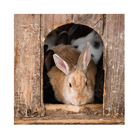 Nourriture et accessoires pour lapins et autres rongeurs
