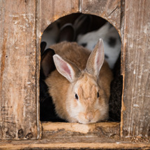 Nourriture et accessoires pour lapins et autres rongeurs