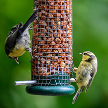 Mangeoires et Abreuvoir pour oiseaux - Large choix