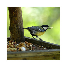 Graines et Mélanges de graines pour oiseaux - Large choix.