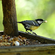 Nourriture pour oiseaux