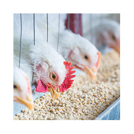 Alimentation des poules et volailles - Produits de qualité.