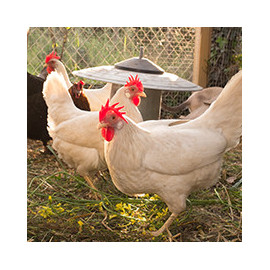 Produits d'hygiène pour basse-cour - Large choix