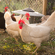 Produits d'Hygiène Poules et Volailles