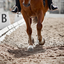 Dalles et tapis pour cheval. Produits de haute qualité