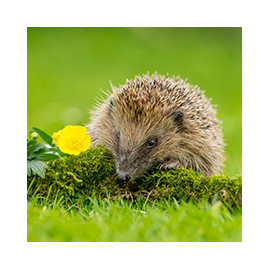 Abris Hérisson au meilleur prix