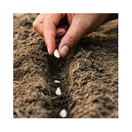 Semence, Anti nuisible, pulvérisateur,.... - Accessoires du potager