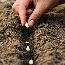 Semence, Anti nuisible, pulvérisateur,.... - Accessoires du potager