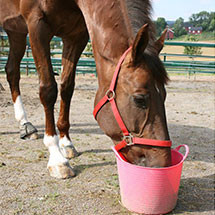 Seaux pour chevaux - Découvrez notre sélection de qualité 