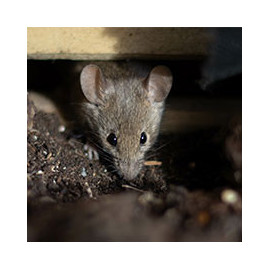 Large choix d' anti-nuisibles - Mouche, Moustique, Taupe, souris