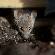 Large choix d' anti-nuisibles - Mouche, Moustique, Taupe, souris