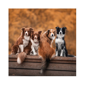 Tout pour votre Chien - Large gamme